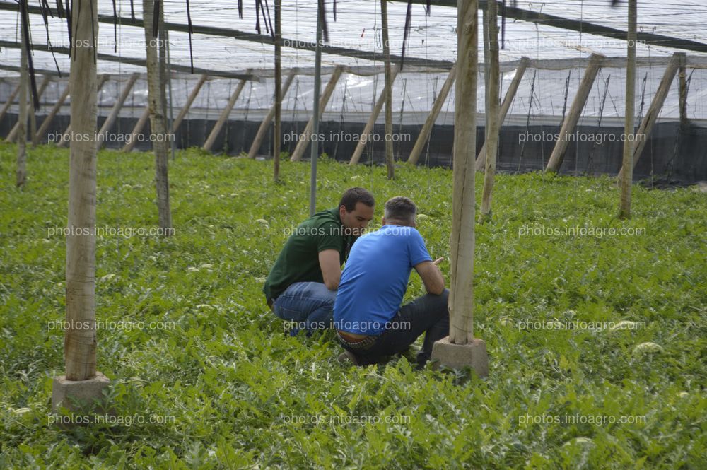 BRANDT presenta un ensayo que demuestra el aumento de la producción de sandía gracias a su plan nutricional completo