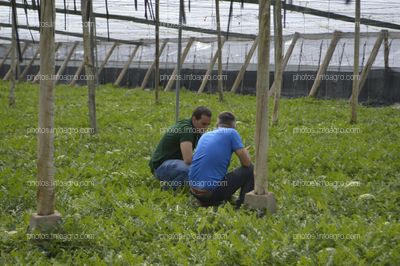 BRANDT presenta un ensayo que demuestra el aumento de la producción de sandía gracias a su plan nutricional completo