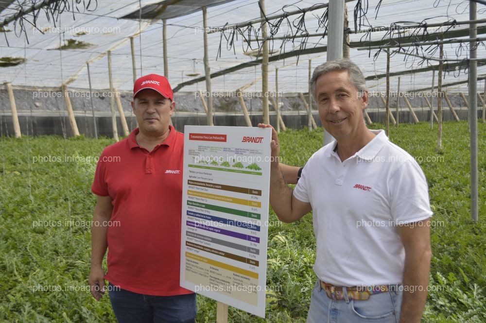 BRANDT presenta un ensayo que demuestra el aumento de la producción de sandía gracias a su plan nutricional completo