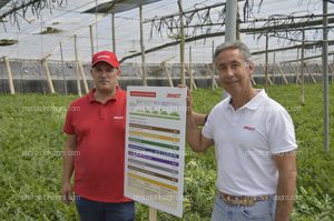 BRANDT presenta un ensayo que demuestra el aumento de la producción de sandía gracias a su plan nutricional completo