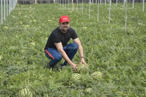 BRANDT presenta un ensayo que demuestra el aumento de la producción de sandía gracias a su plan nutricional completo