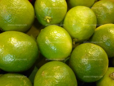 limón dulce Frutos verdes 