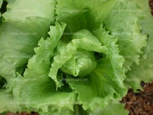 Lechuga iceberg inmadura