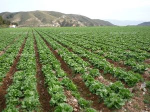 Lechuga en el campo