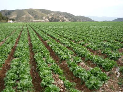 Lechuga en el campo