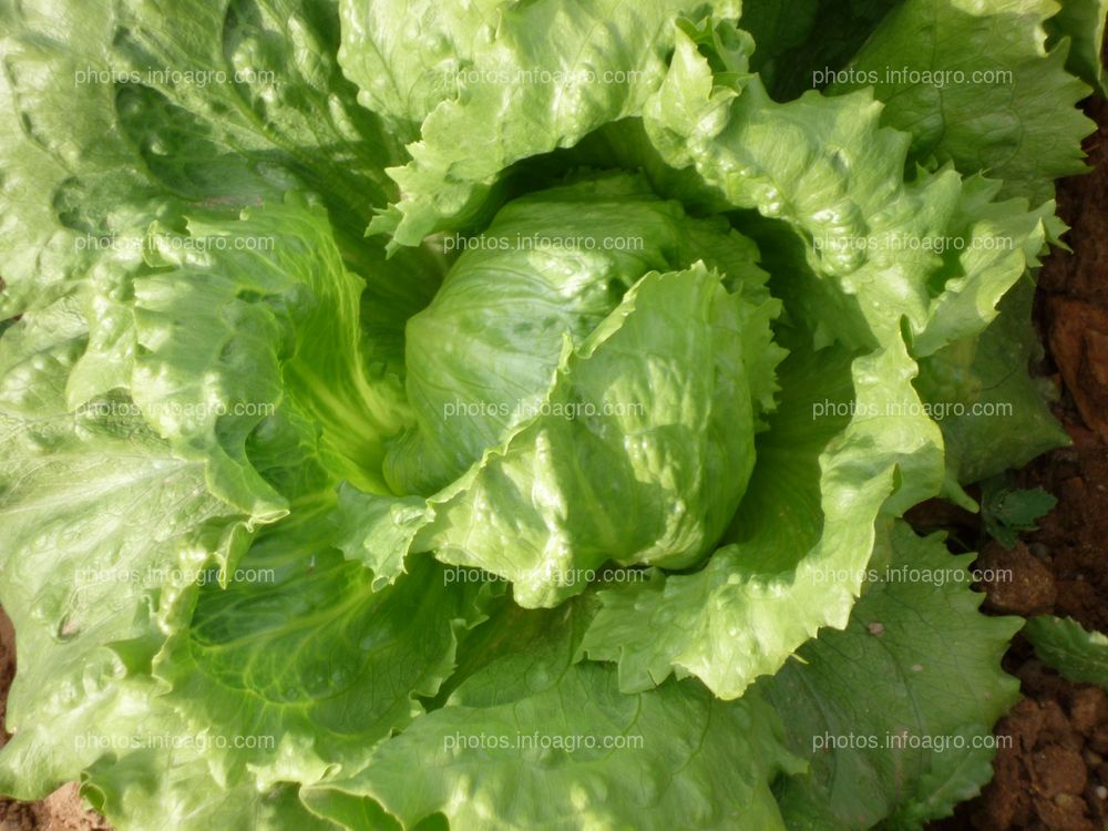 Lechuga  iceberg