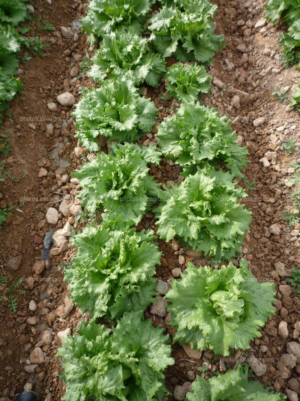 Lechuga en doble línea