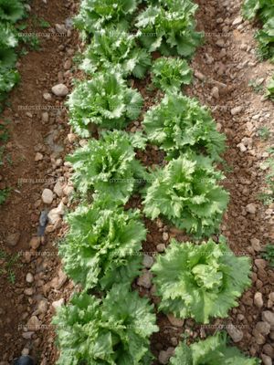 Lechuga en doble línea