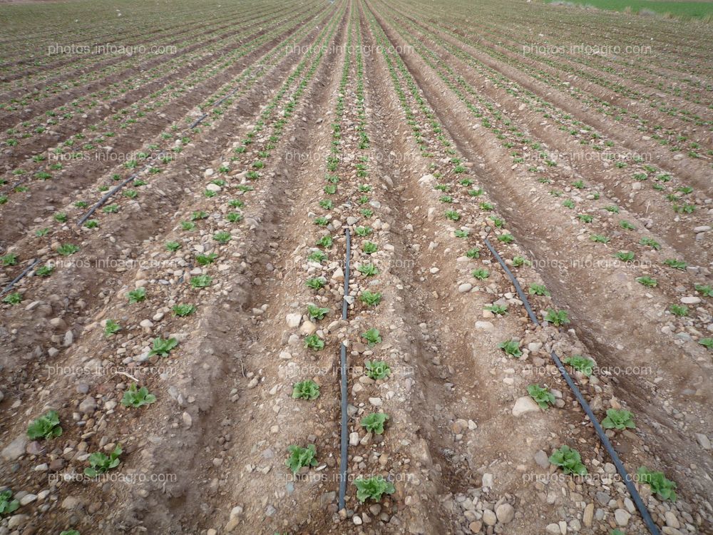 Campo de lechuga en riego por goteo