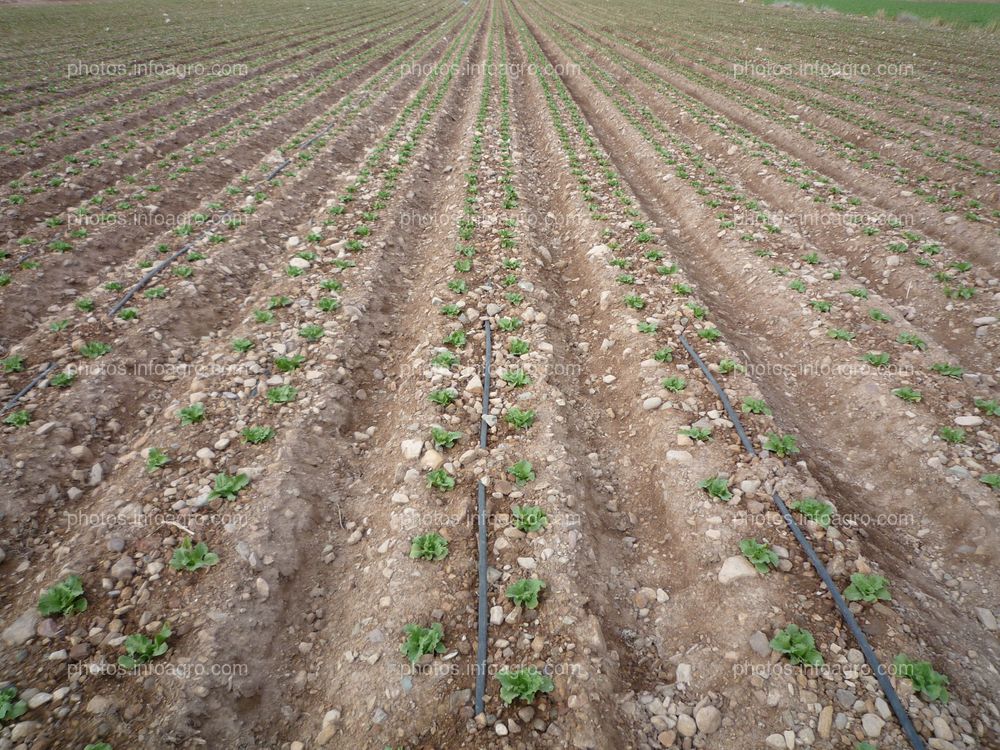 Campo de lechuga en riego por goteo