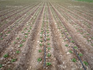 Campo de lechuga en riego por goteo