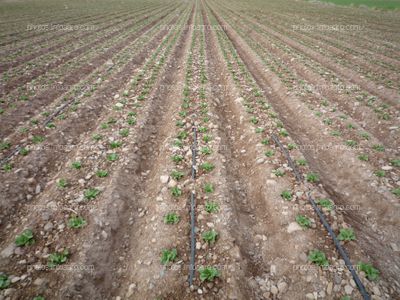 Campo de lechuga en riego por goteo