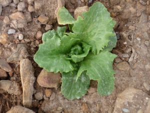 Detalle de plántula de lechuga