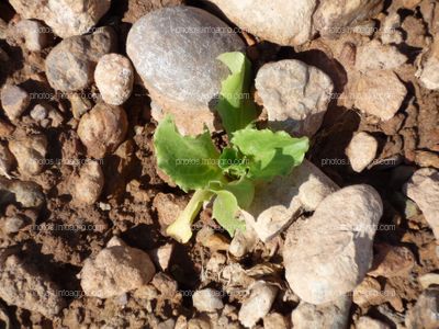 Lechuga plántula