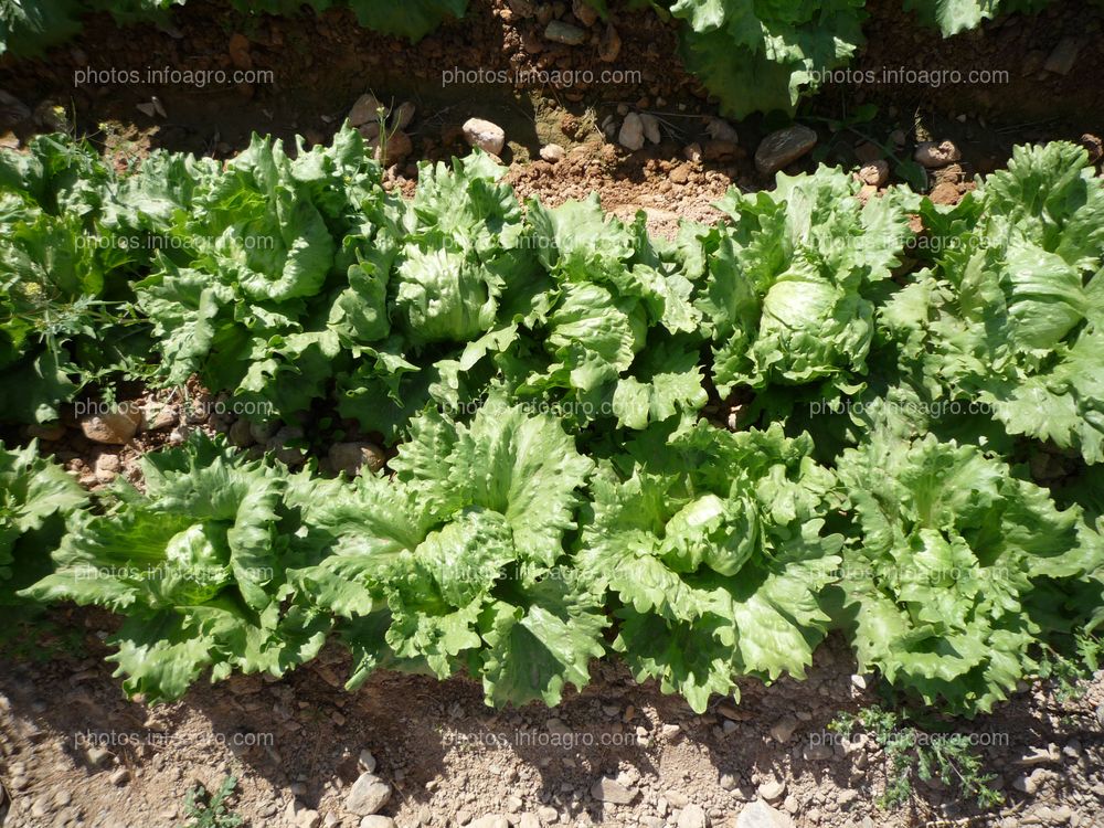 Lechuga var. iceberg 