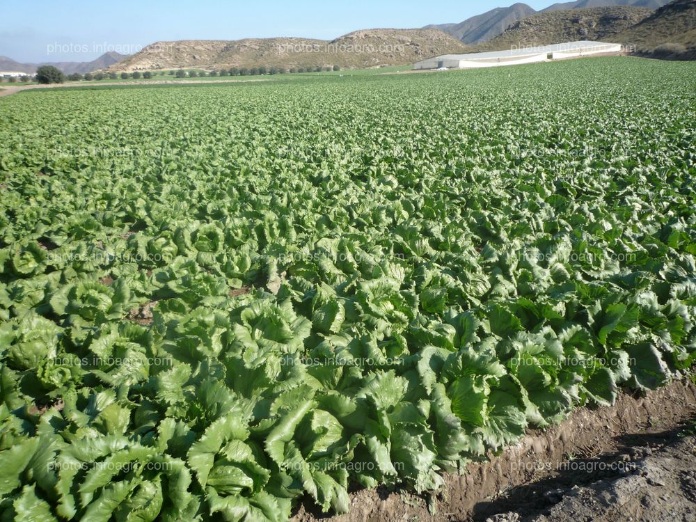 Campo de Lechugas var. iceberg