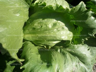  Lechuga  iceberg 