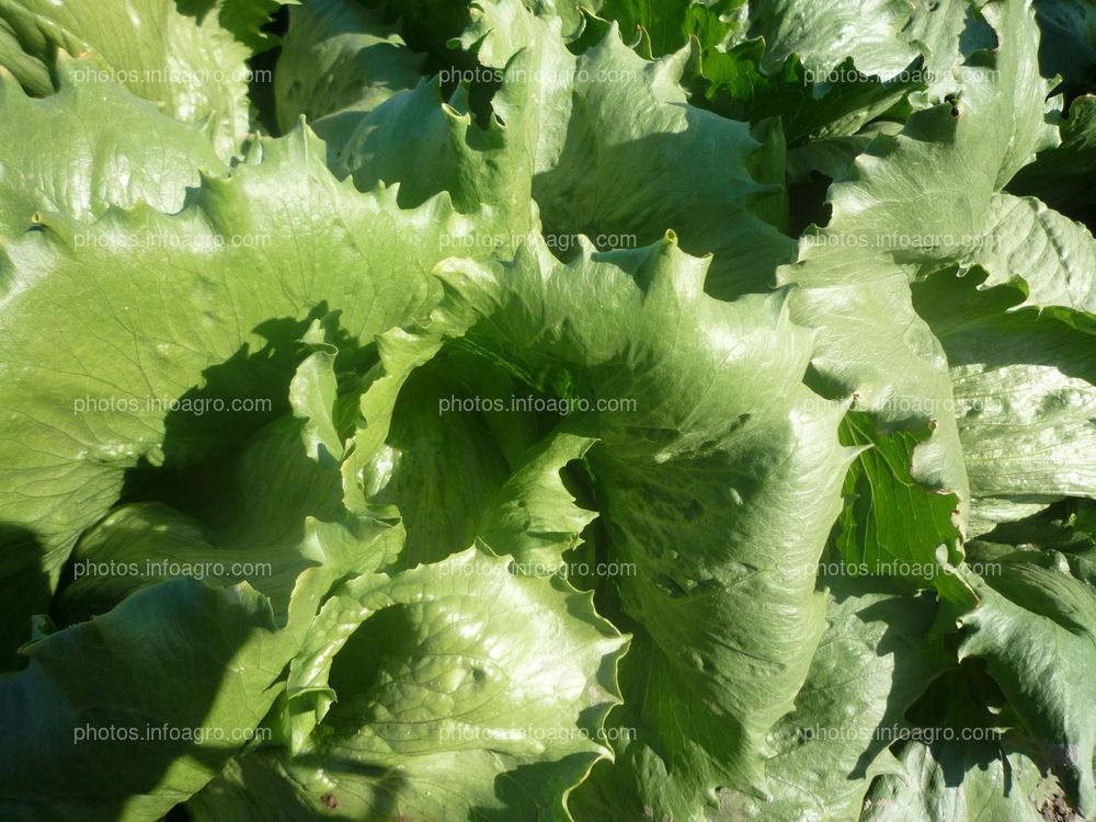 Detalle hoja de lechuga  