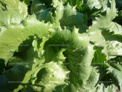 Detalle hoja de lechuga  