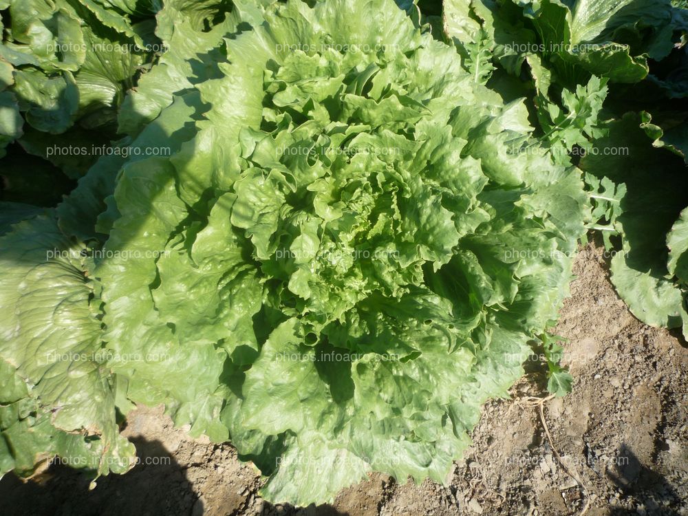 Lechuga var. iceberg