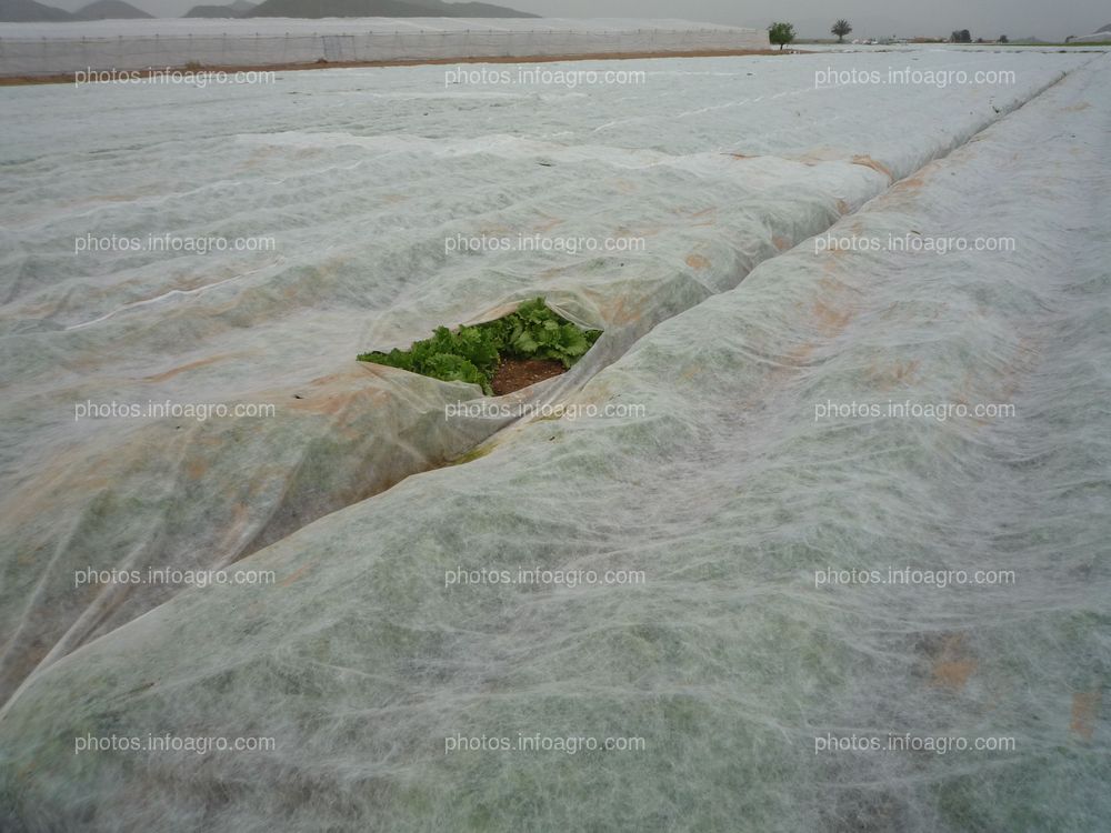 Lechuga bajo Manta térmica 