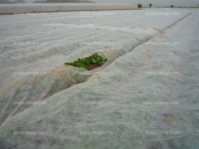 Lechuga bajo Manta térmica 