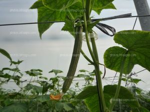 Pepino invernadero