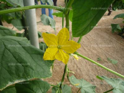 Pepino flor