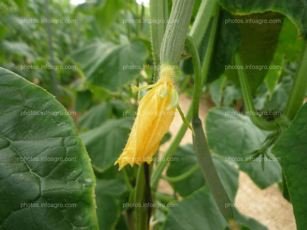 Pepino fruto cuajado