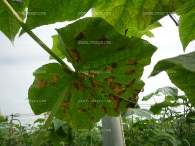 Pepino hoja daños graves Mildiu