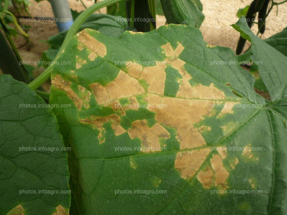 Pepino hoja detalle daños