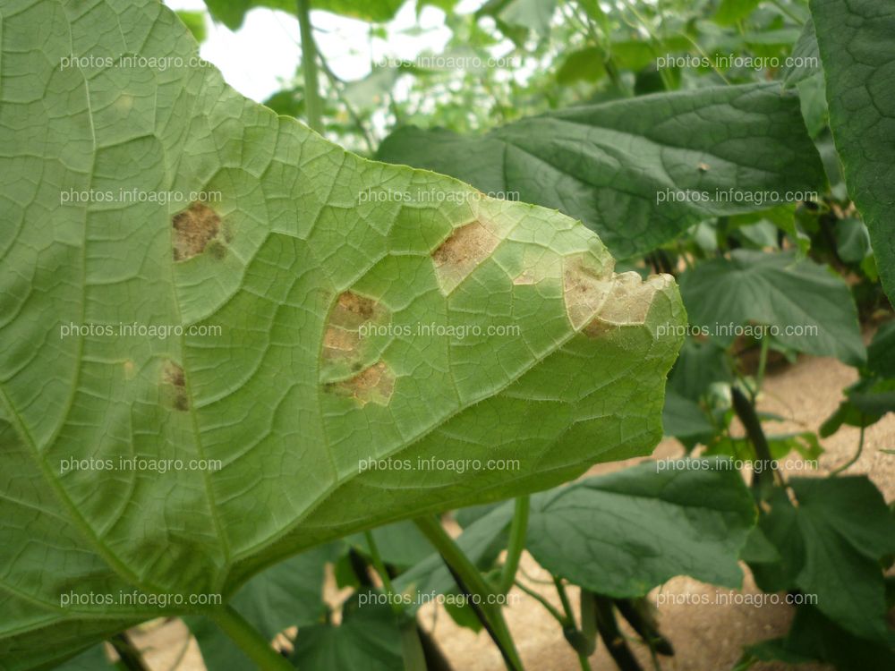 Pepino hoja detalle daños envés