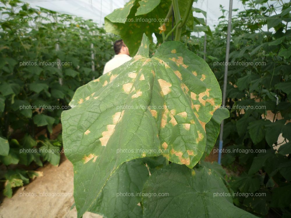 Pepino hoja muldiu