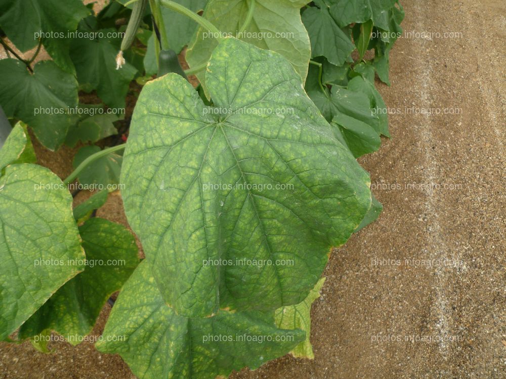 Pepino hoja mildiu