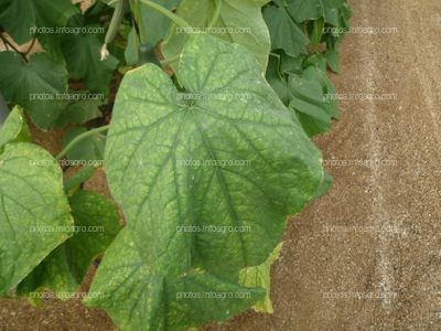 Pepino hoja mildiu