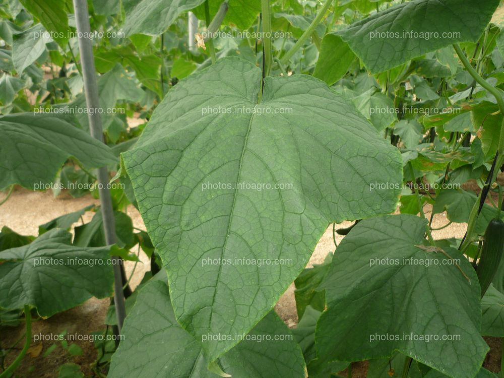 Pepino hoja