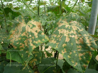 Pepino hojas daños mildiu