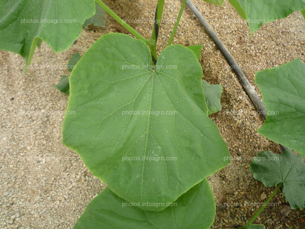 Pepino hoja