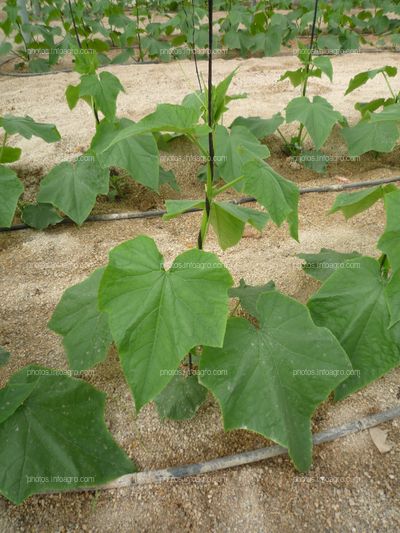 Pepino planta pequeña