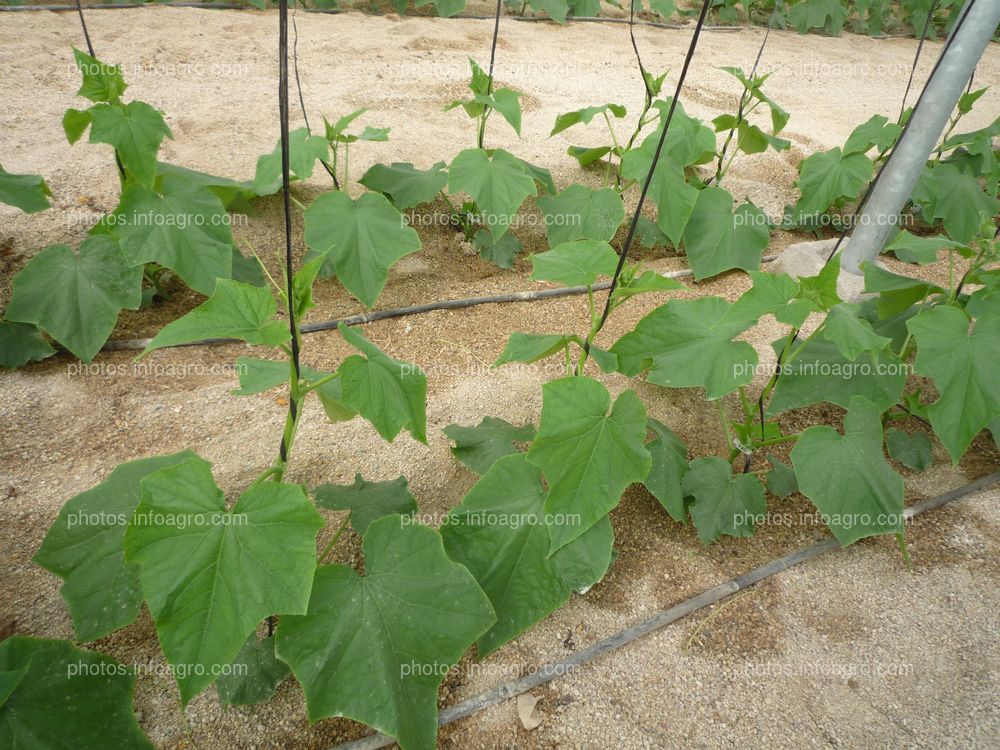 Pepino planta pequeña