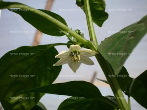 Pimiento flor