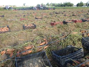 Boniato en cajas en campo