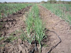 cebolleta (Allium fistulosum) en campo