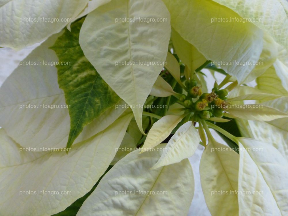 Flor de Nochebuena amarilla