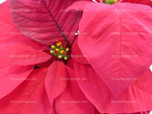 Flor de Nochebuena roja