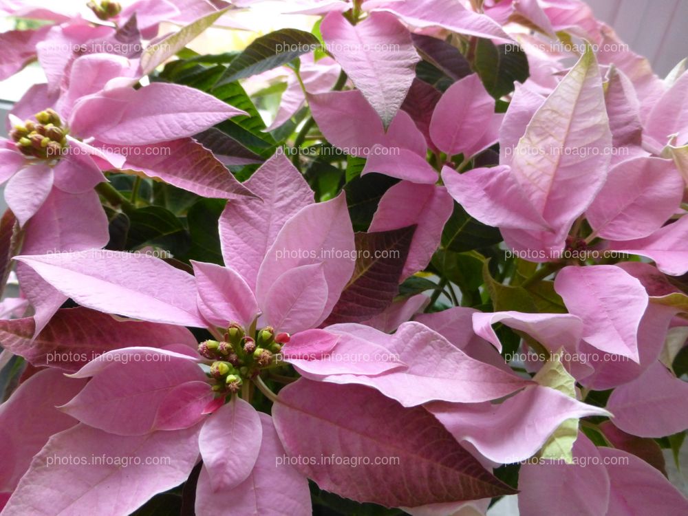 Flor de Navidad rosa