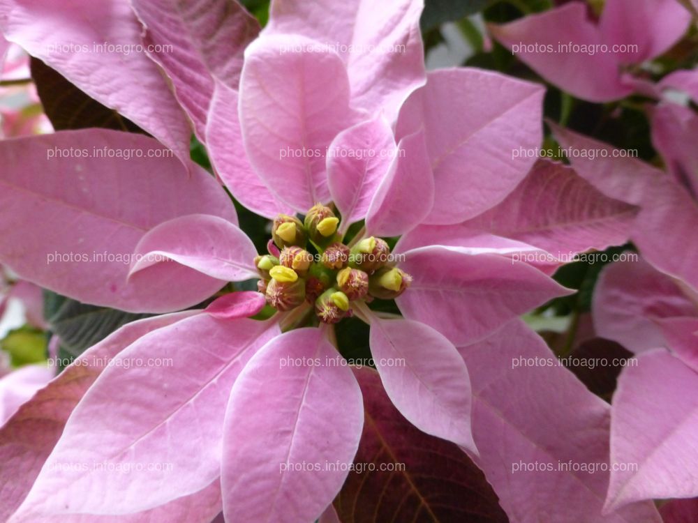 Flor de Navidad rosa