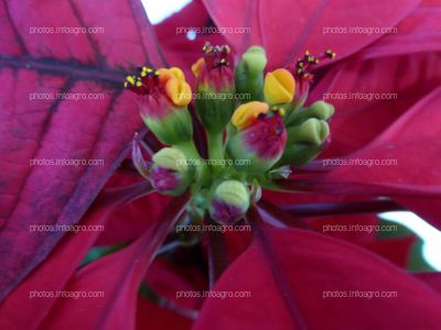 Inflorescencia de Flor de pascua roja