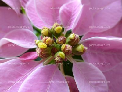 Inflorescencia de Flor de Navidad Rosa