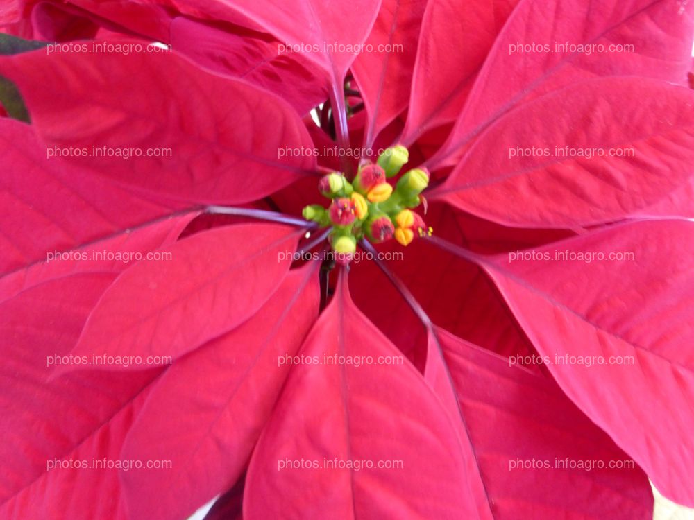 Flor de pascua